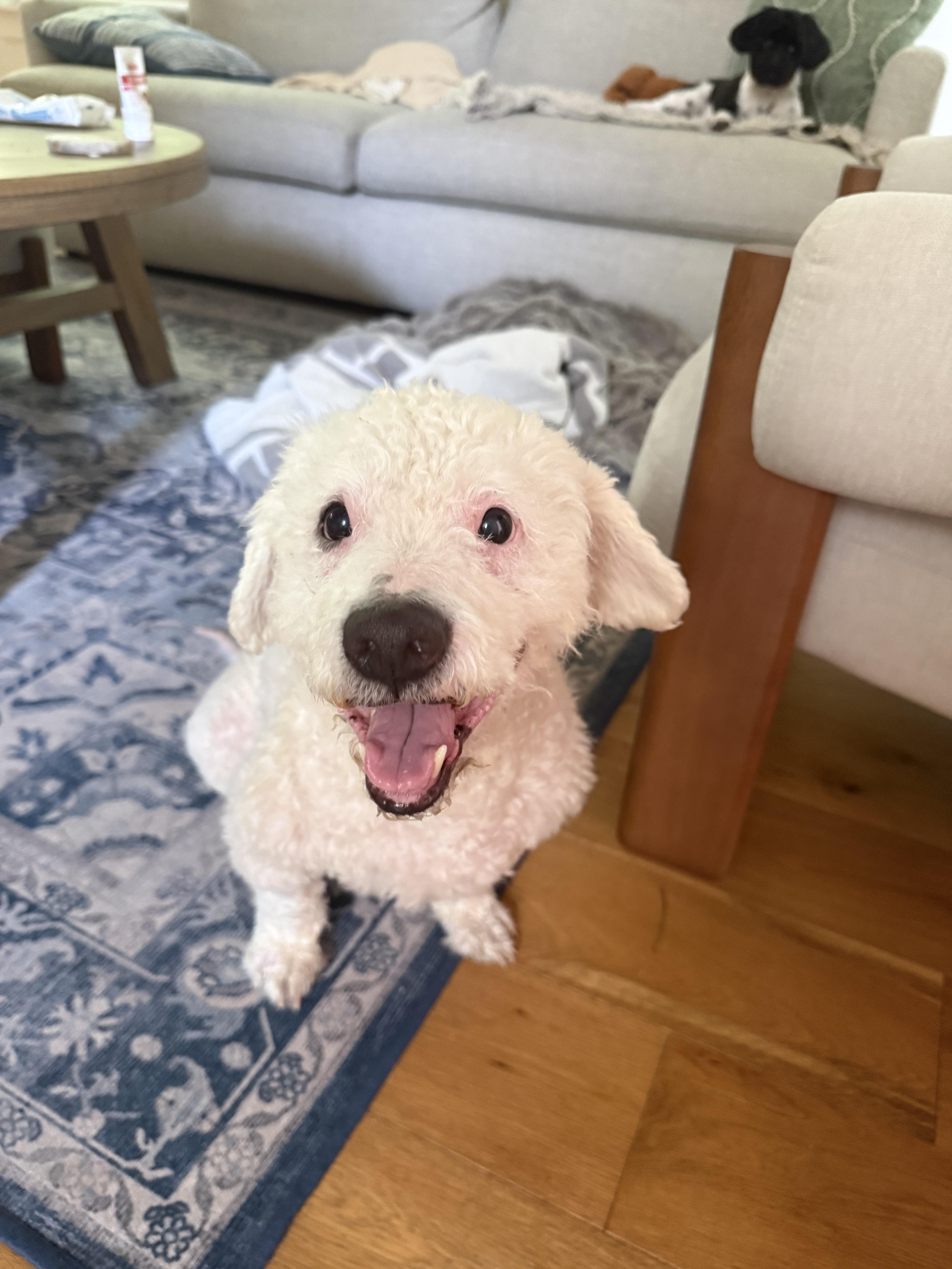 Enlarge Cole, a Adoptable Miniature Poodle in Austin, TX image 1/5