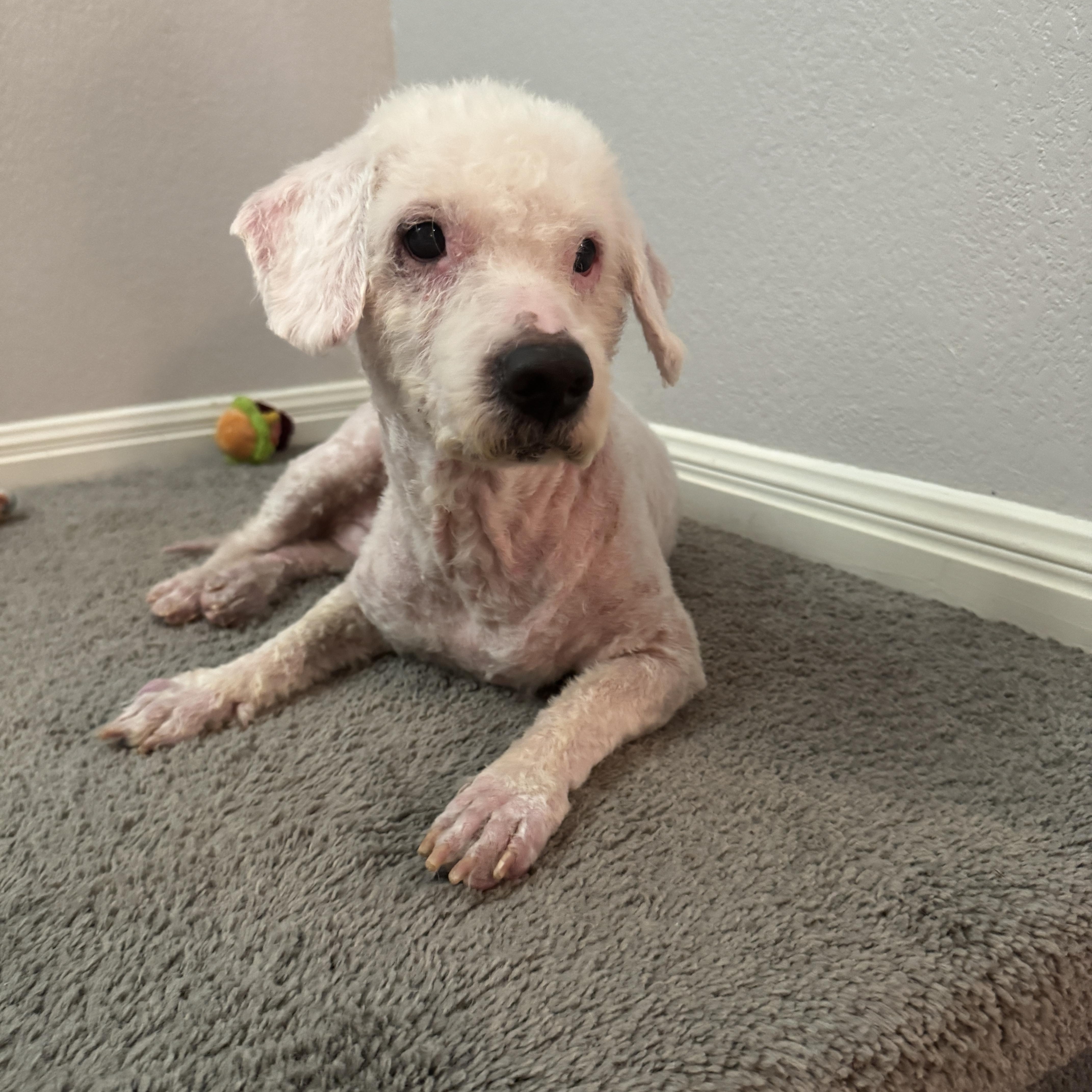 Enlarge Cole, a Adoptable Miniature Poodle in Austin, TX image 4/5