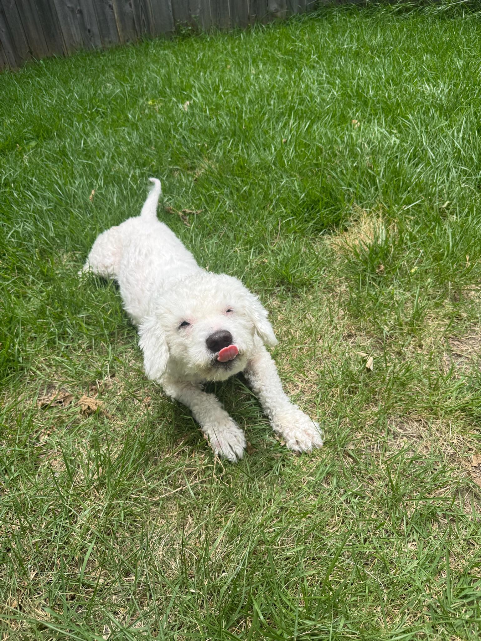 Cole, a Adoptable Miniature Poodle in Austin, TX image 4/6