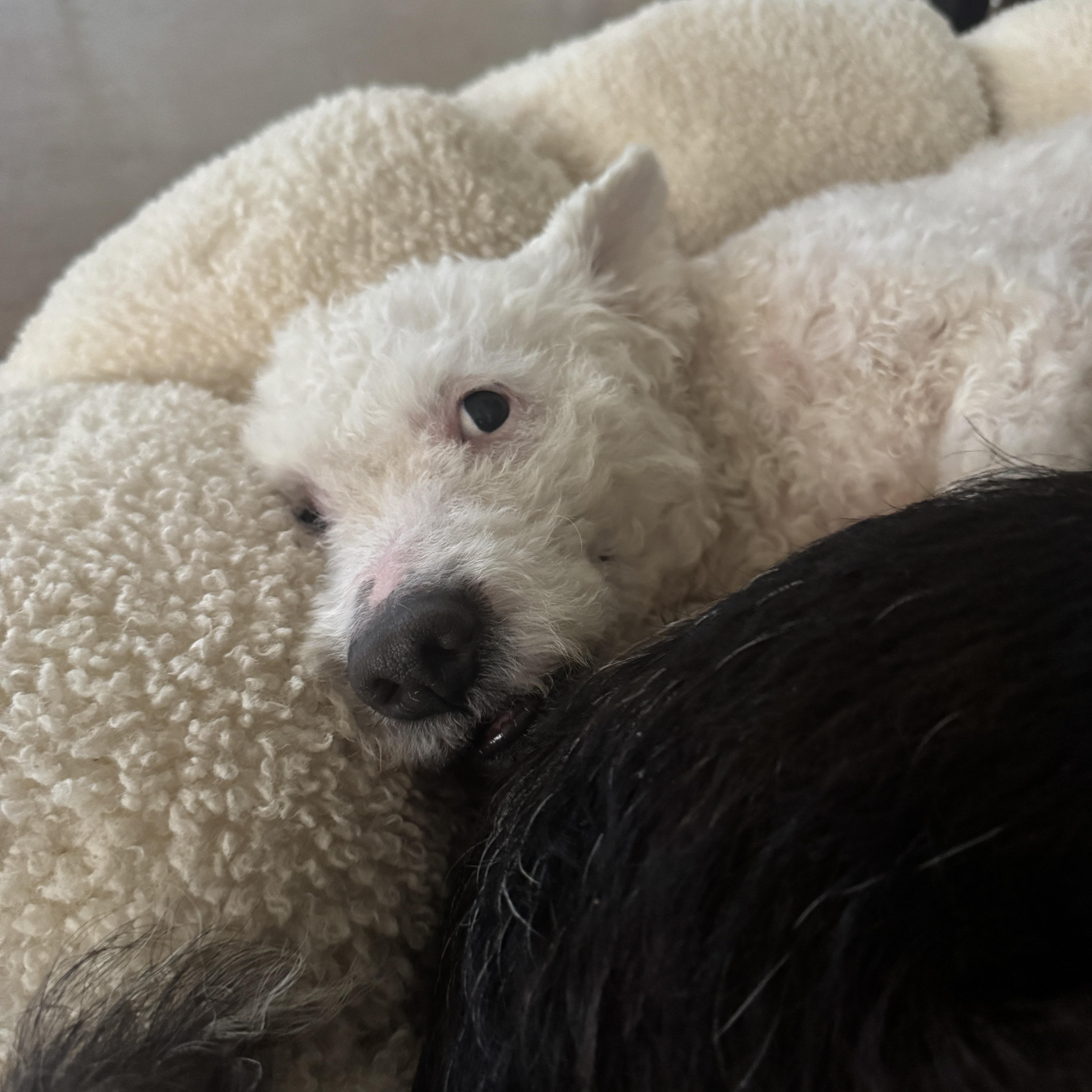 Enlarge Cole, a Adoptable Miniature Poodle in Austin, TX image 5/5