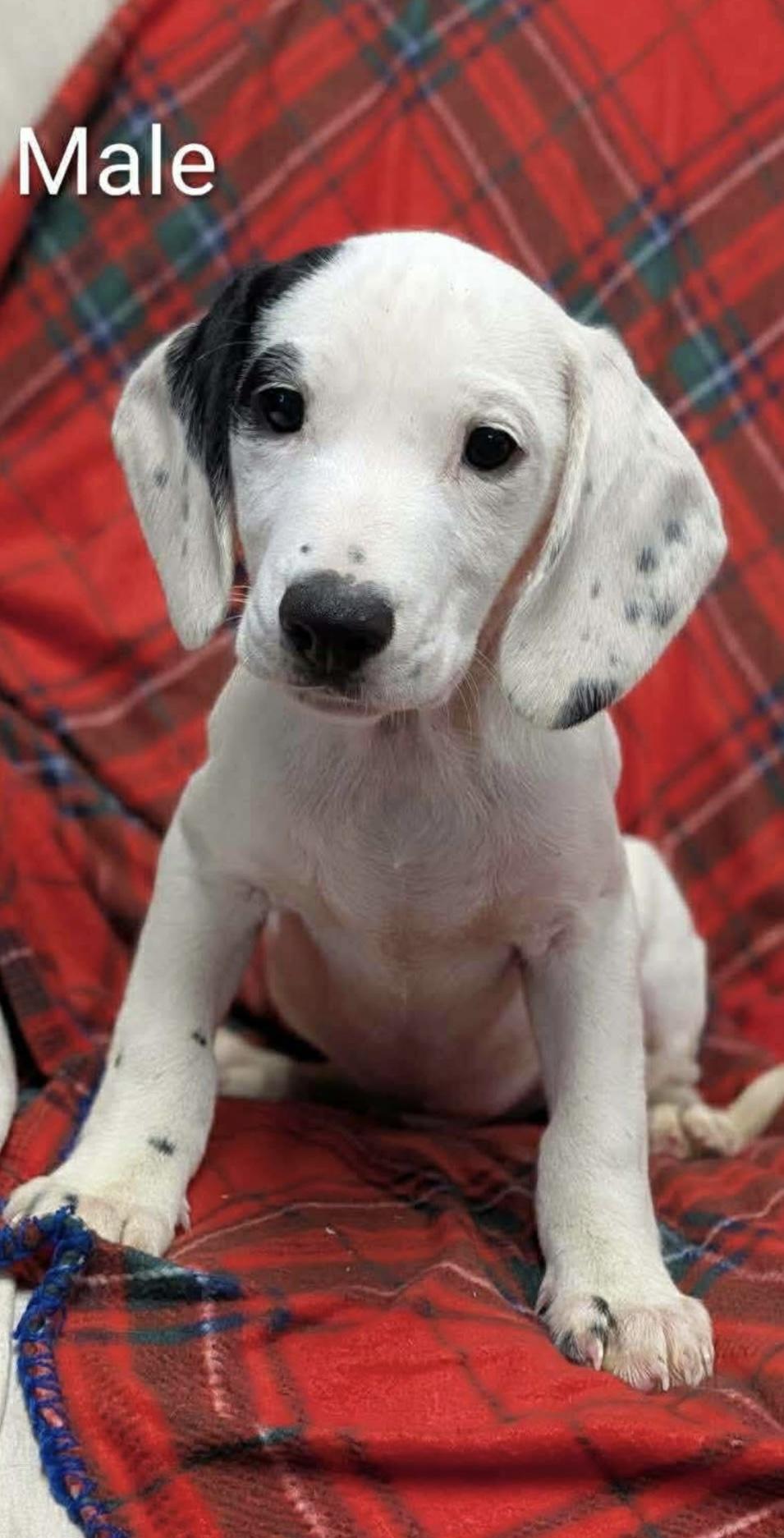 Asher, adopted, Puppy Male Cocker Spaniel & Dalmatian.