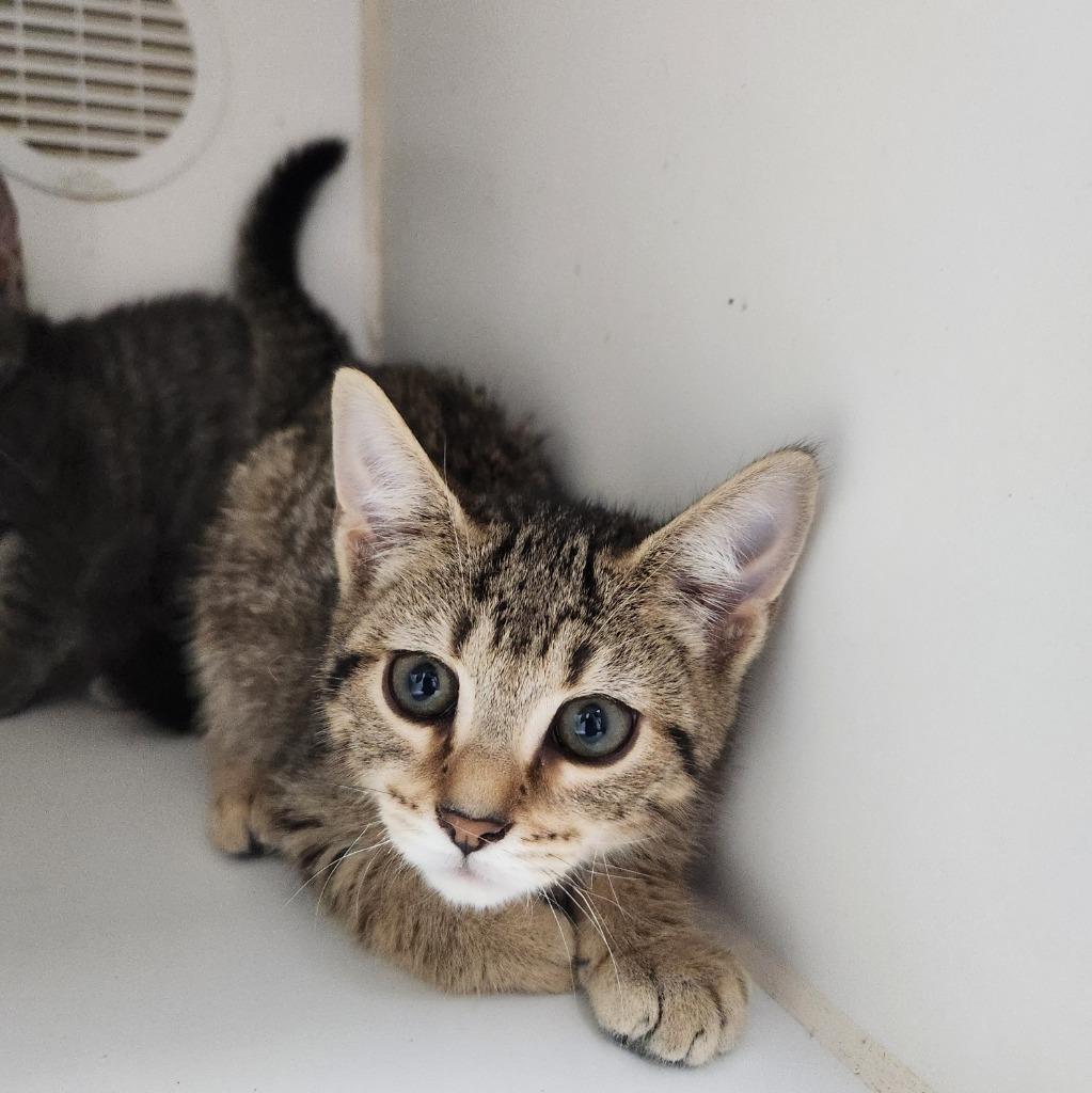 Boomer, Adoptable, Kitten Female Domestic Short Hair.