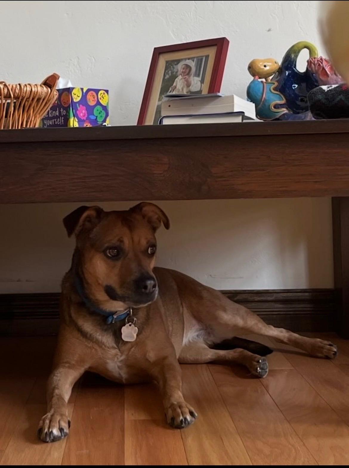 Enlarge Daisy May, a Adoptable mixed breed in Reeds Spring, MO image 1/1