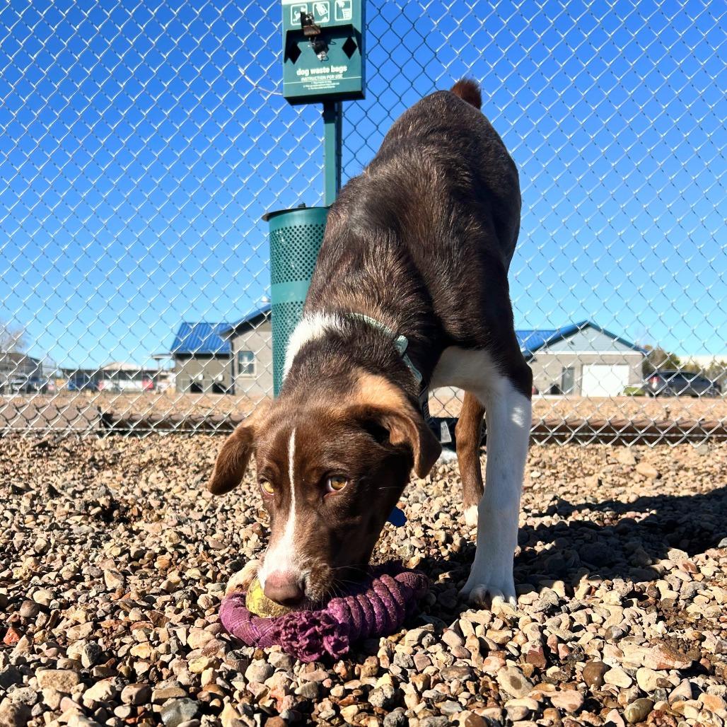 Lucky, Adoptable, Young Male Cattle Dog & Mixed Breed.