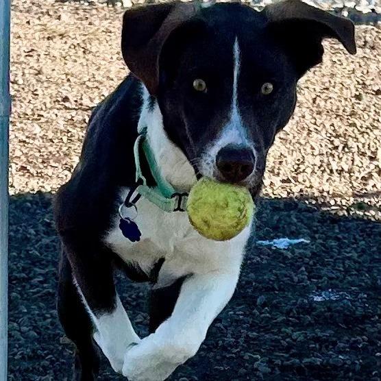 Lucky, a Adoptable mixed breed in Show Low, AZ image 2/5