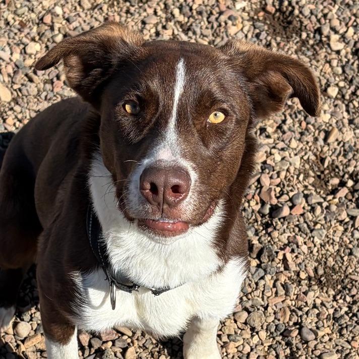 Enlarge Lucky, a Adoptable mixed breed in Show Low, AZ image 3/5