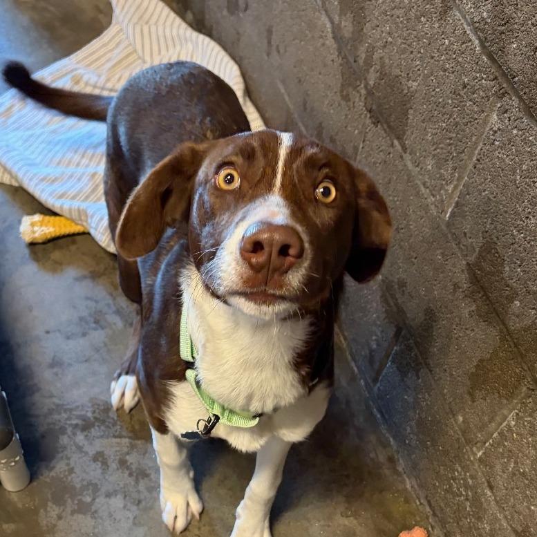 Lucky, a Adoptable mixed breed in Show Low, AZ image 3/5