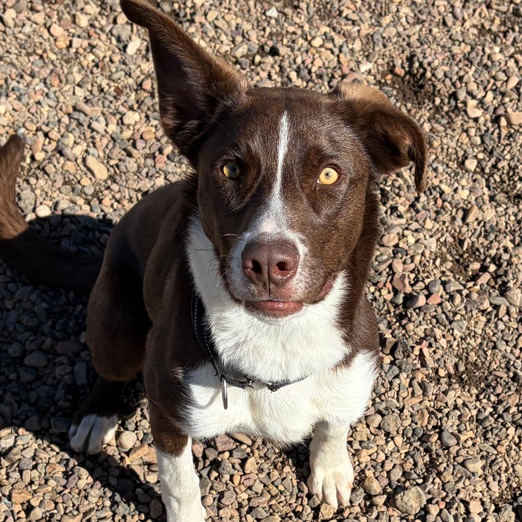 Lucky, a Adoptable mixed breed in Show Low, AZ image 4/5