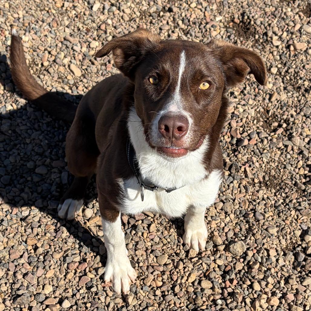 Lucky, a Adoptable mixed breed in Show Low, AZ image 5/5