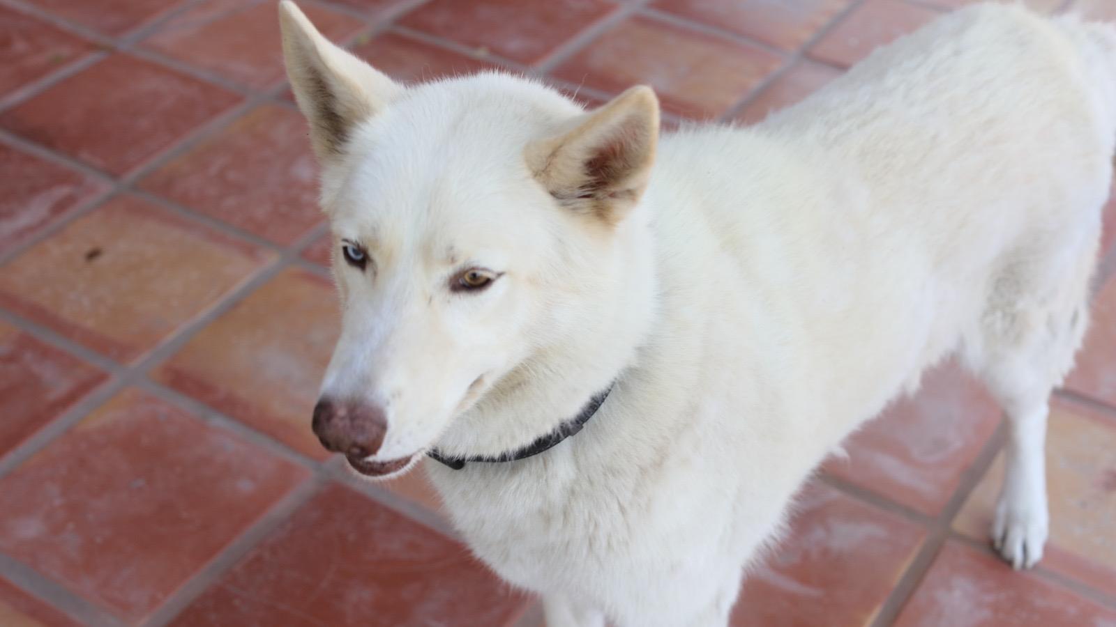 Enlarge Angel, an adopted mixed breed in Plano, TX image 4/5