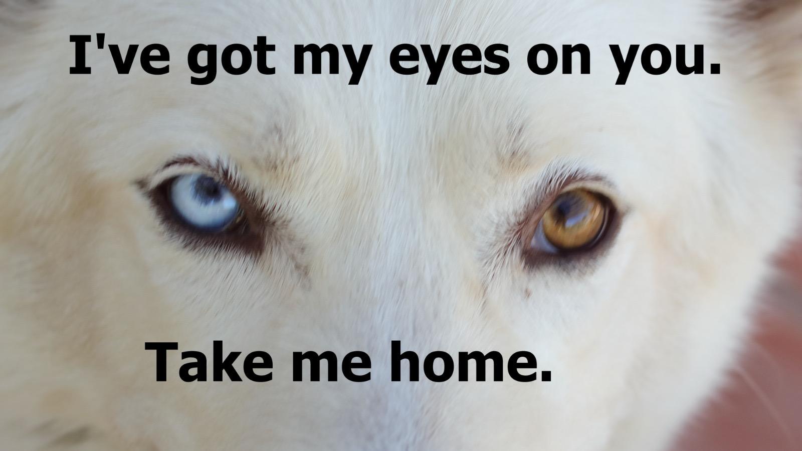 Enlarge Angel, an adopted mixed breed in Plano, TX image 2/5