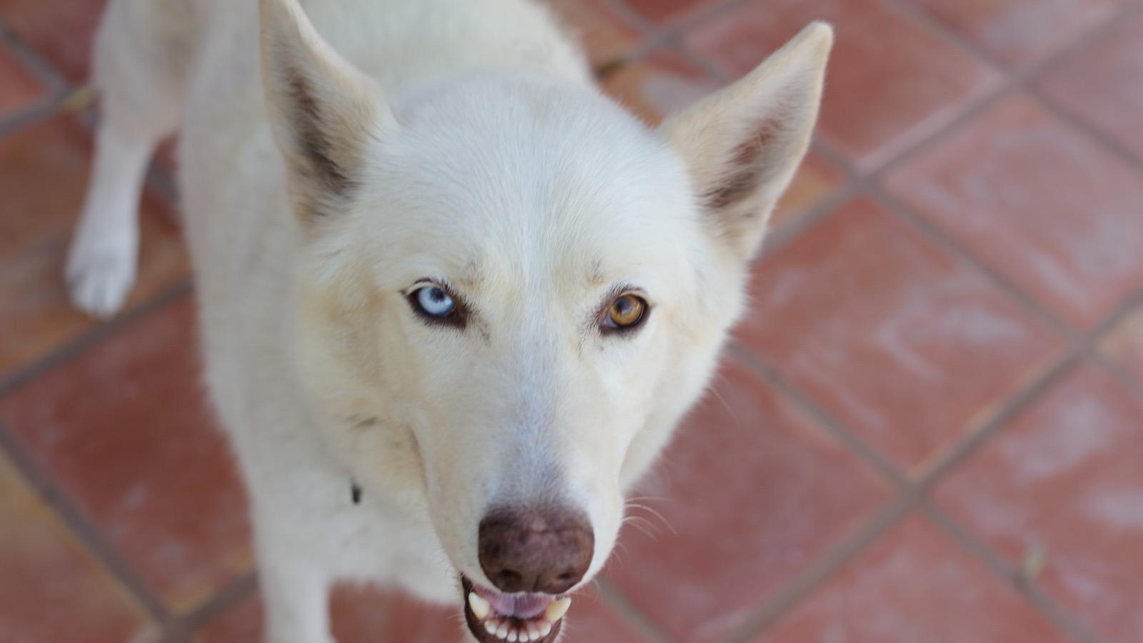 Enlarge Angel, an adopted mixed breed in Plano, TX image 5/5