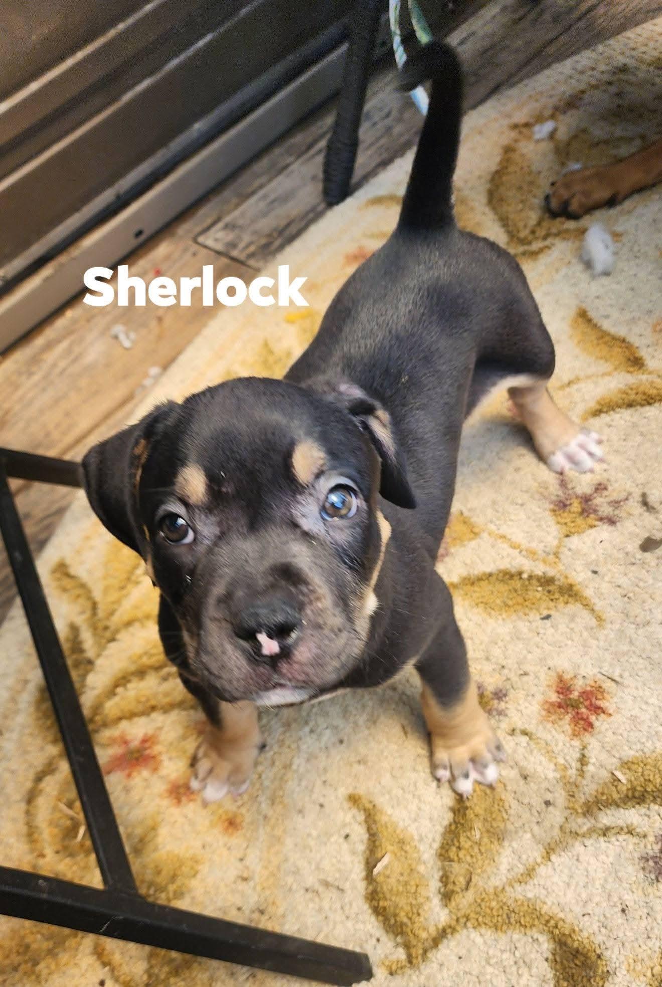 Enlarge Sherlock, a Adoptable mixed breed in Marine City, MI image 1/3