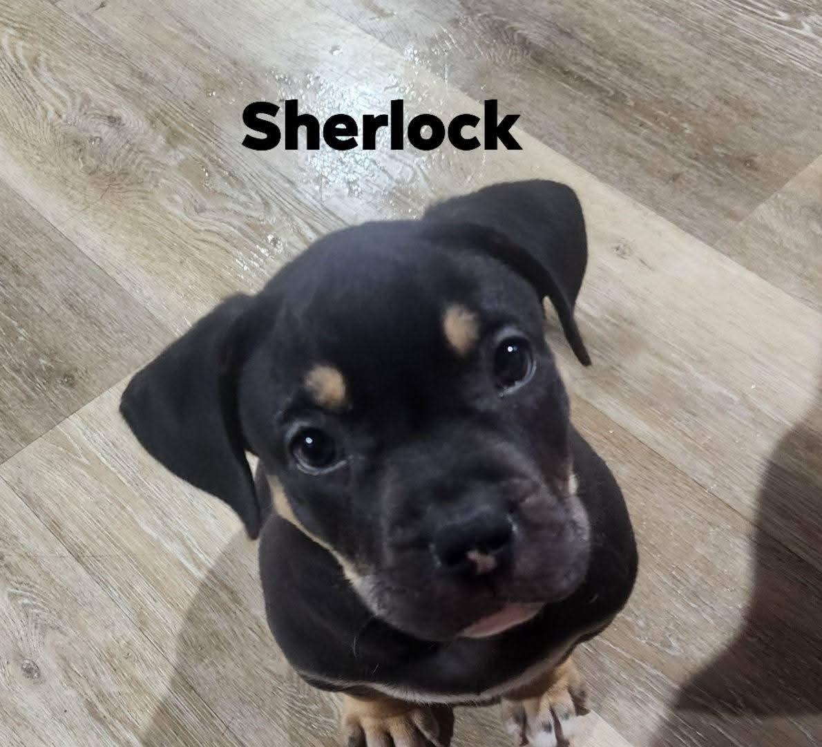 Enlarge Sherlock, a Adoptable mixed breed in Marine City, MI image 2/3