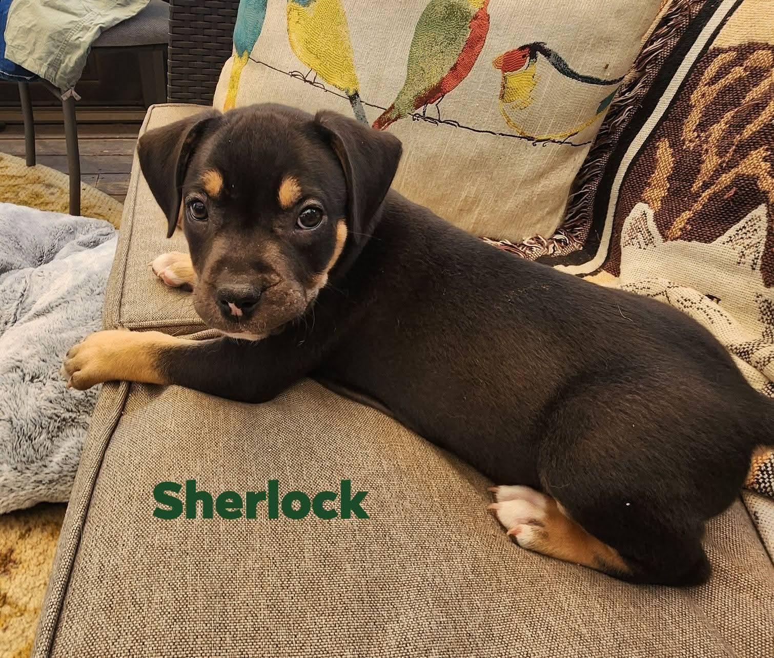 Enlarge Sherlock, a Adoptable mixed breed in Marine City, MI image 3/3