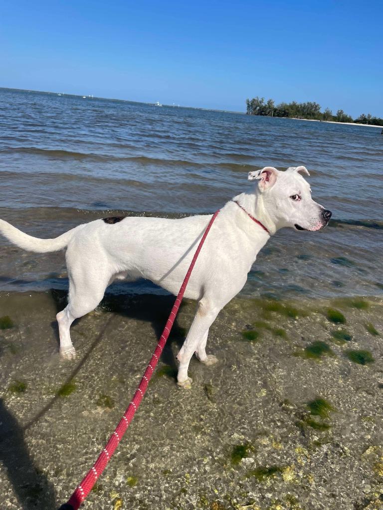 Nacho, Adoptable, Adult Male Great Pyrenees & Pit Bull Terrier.