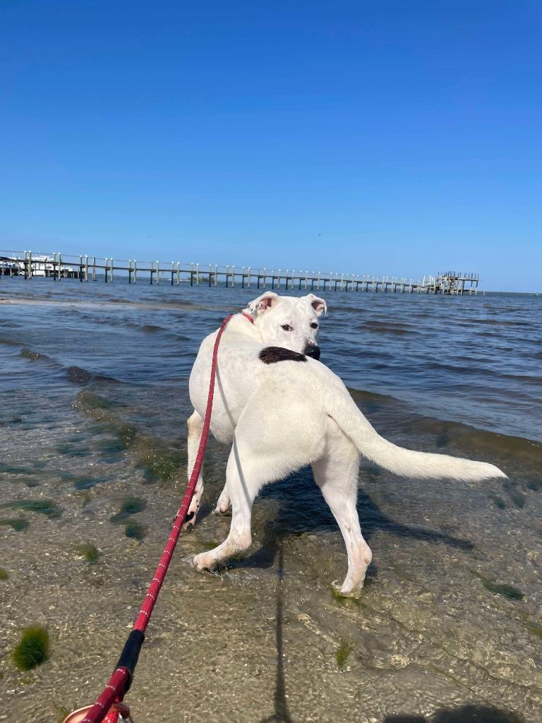 Enlarge Nacho, a Adoptable mixed breed in Sebastian, FL image 2/6