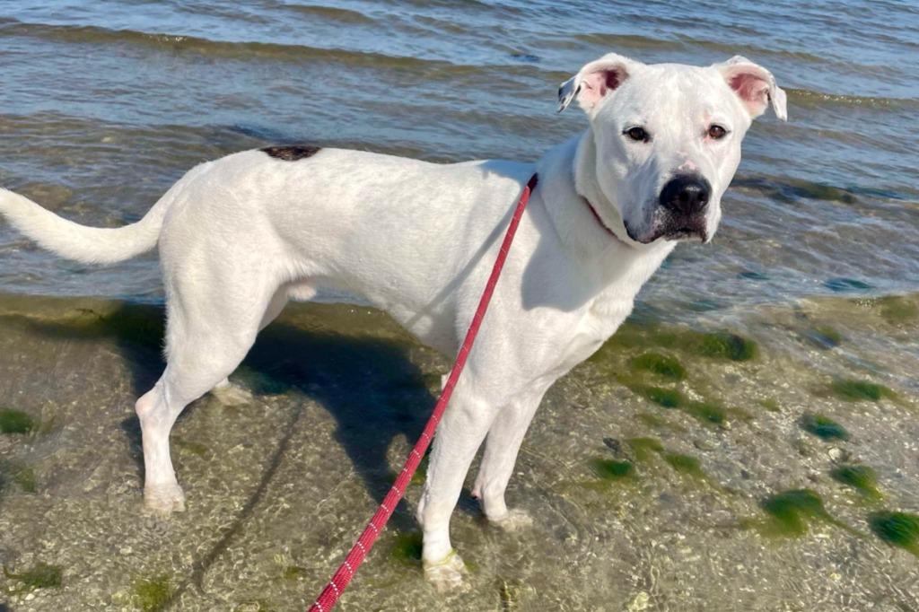 Enlarge Nacho, a Adoptable mixed breed in Sebastian, FL image 4/6