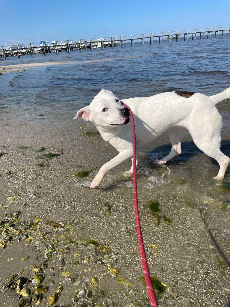 Enlarge Nacho, a Adoptable mixed breed in Sebastian, FL image 5/6