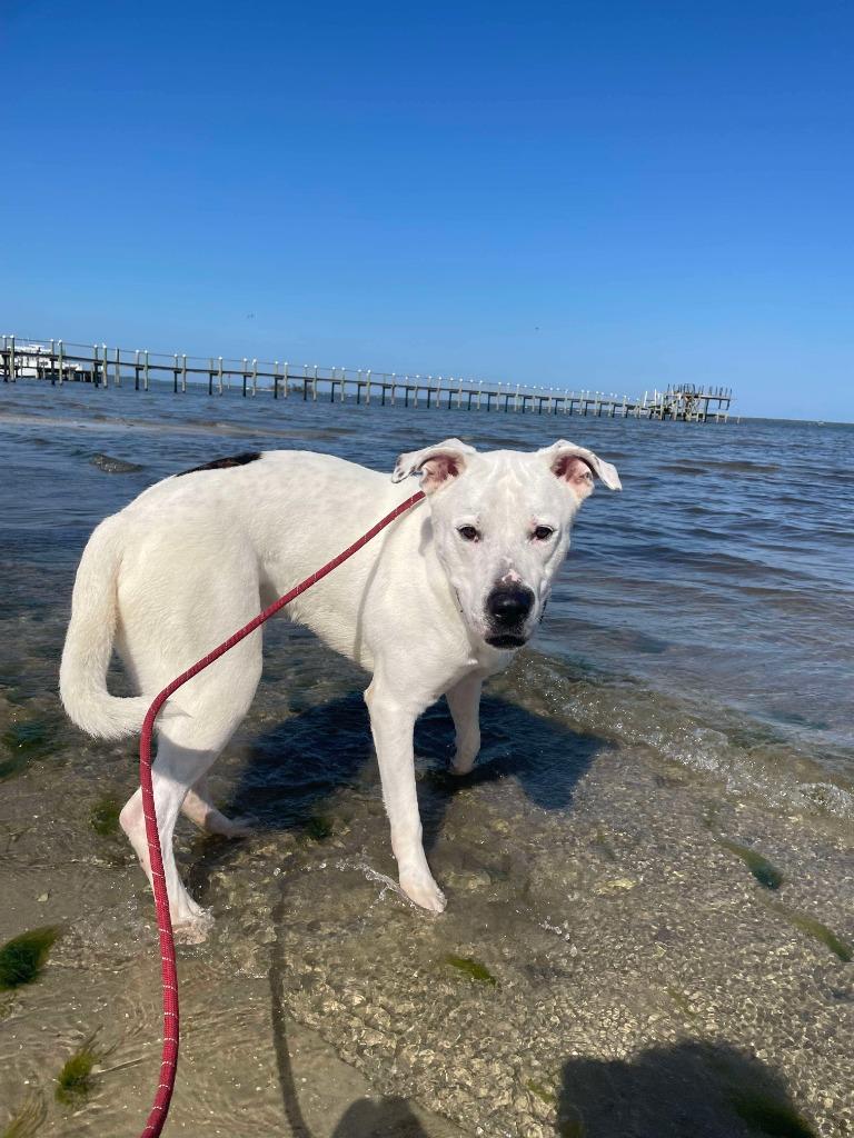 Enlarge Nacho, a Adoptable mixed breed in Sebastian, FL image 6/6