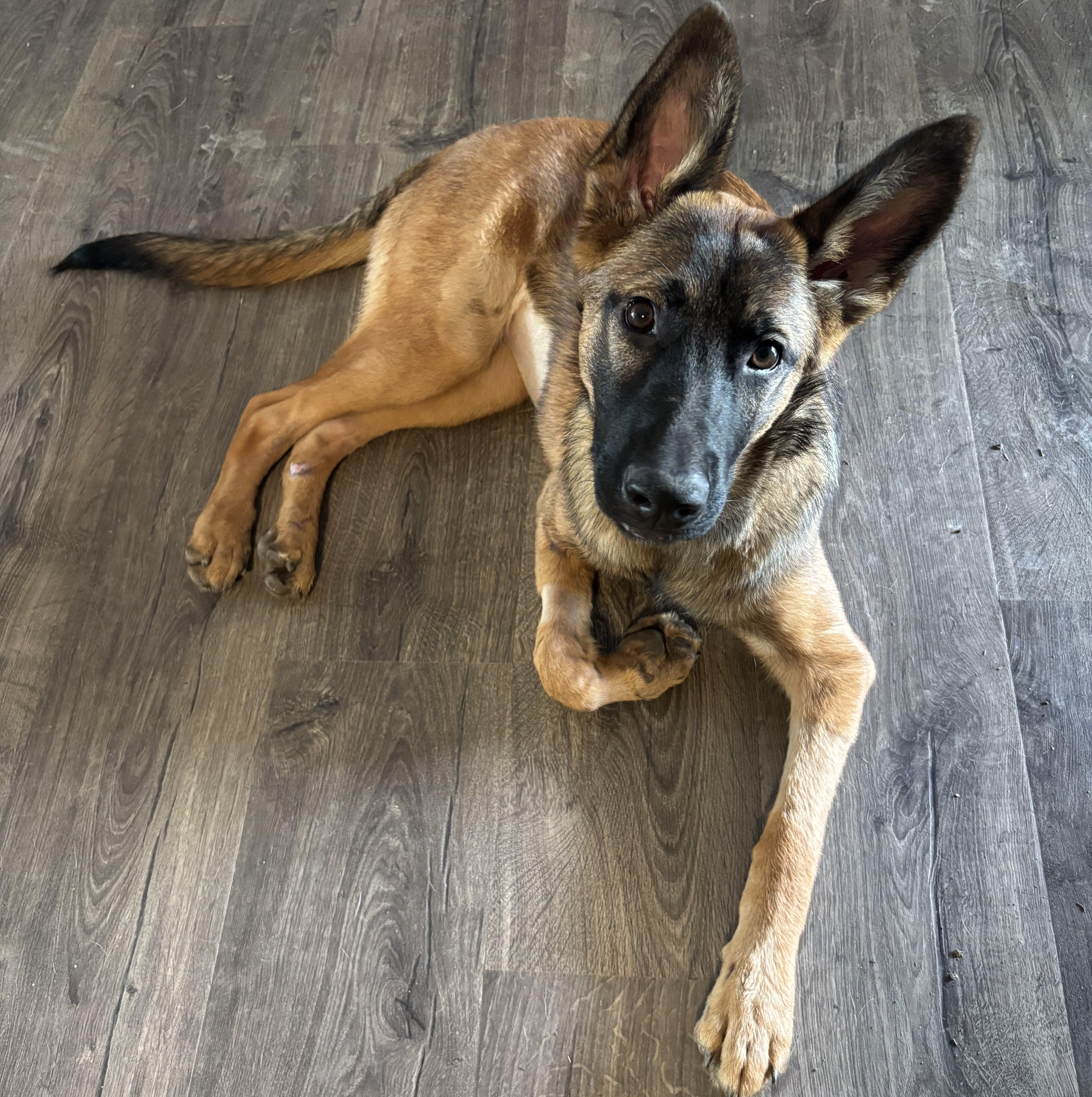 Enlarge Mila, a ADOPTABLE Belgian Shepherd / Malinois in Denver, CO image 4/6