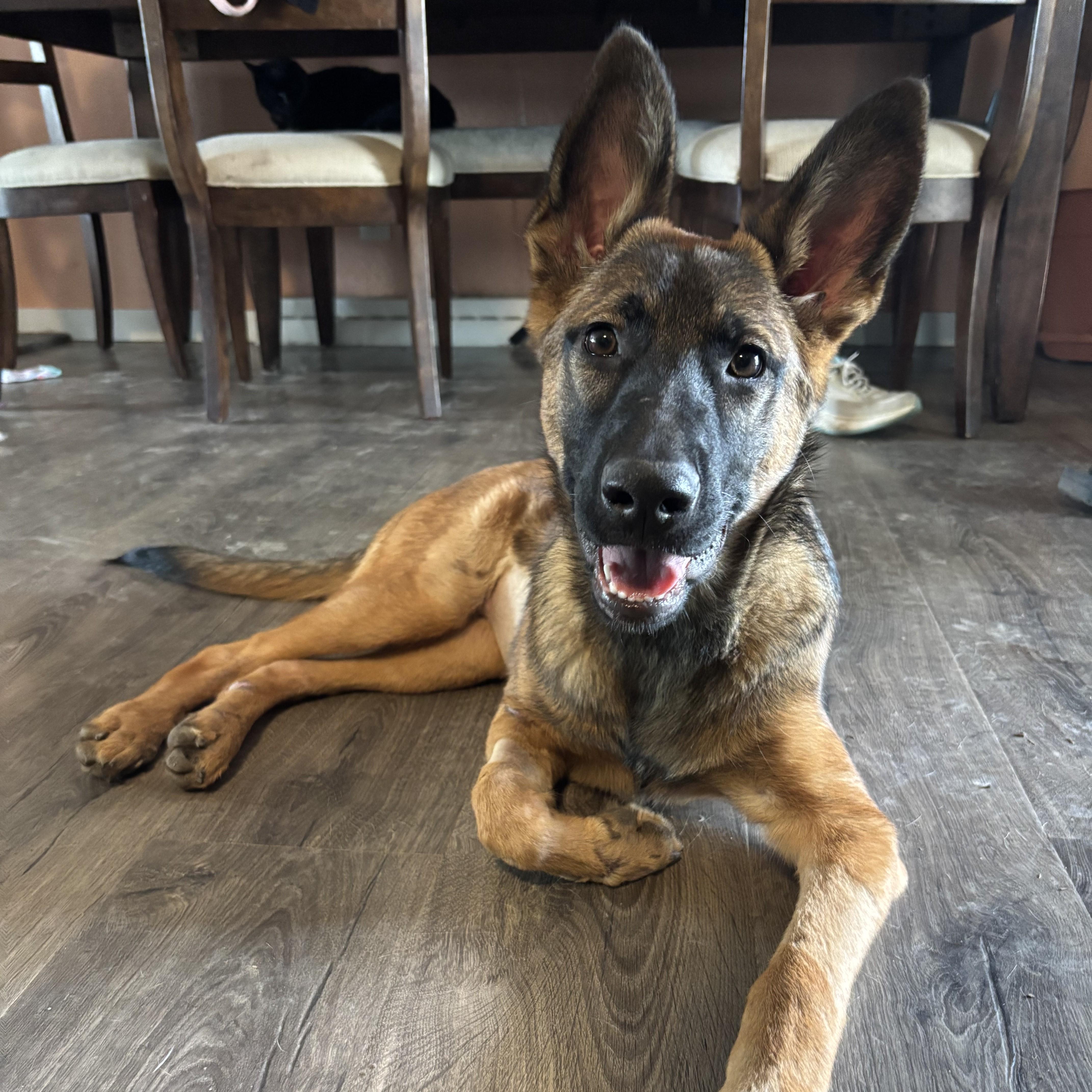 Mila, ADOPTABLE, Puppy Female Belgian Shepherd / Malinois.