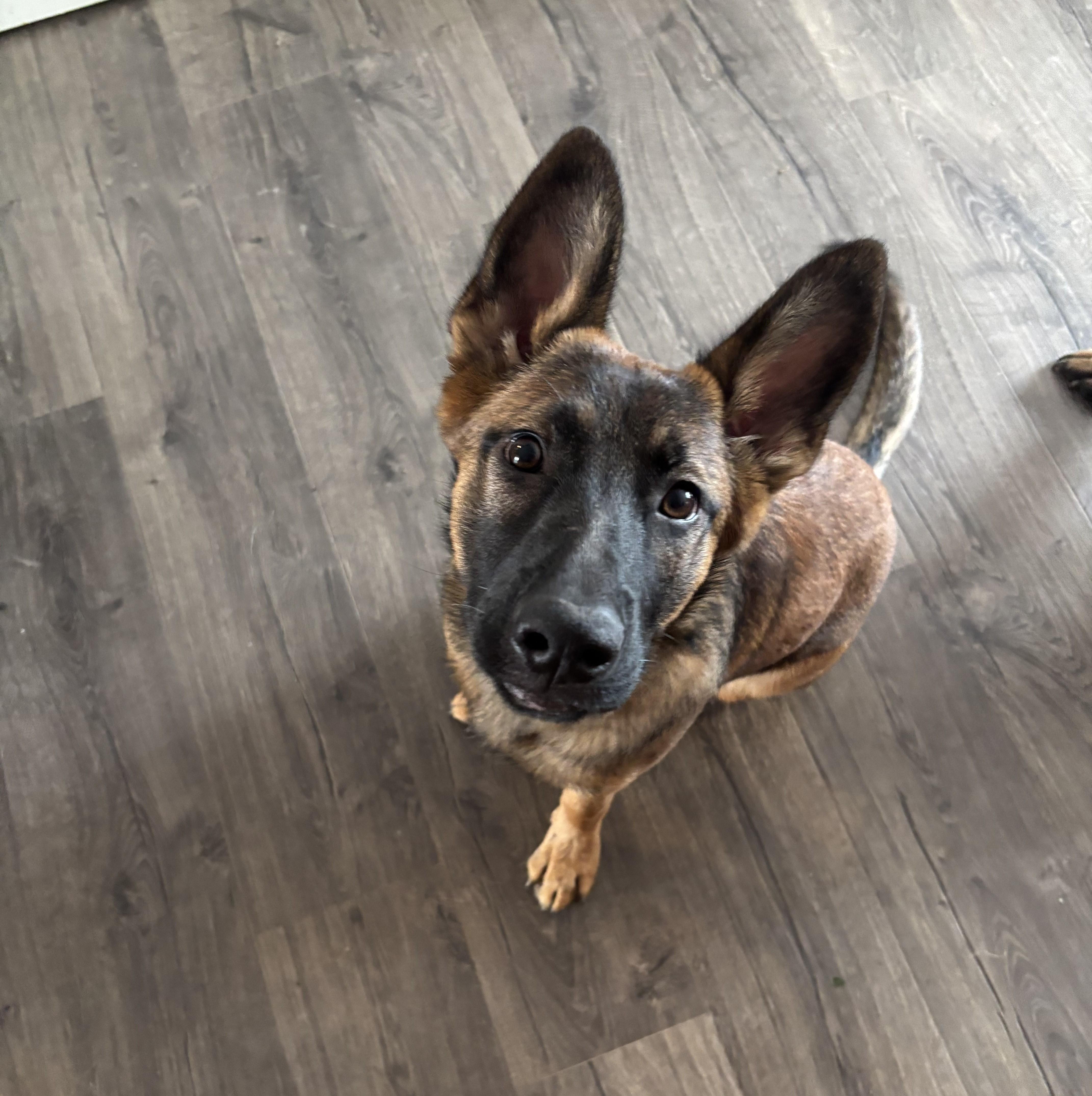 Enlarge Mila, a ADOPTABLE Belgian Shepherd / Malinois in Denver, CO image 2/6