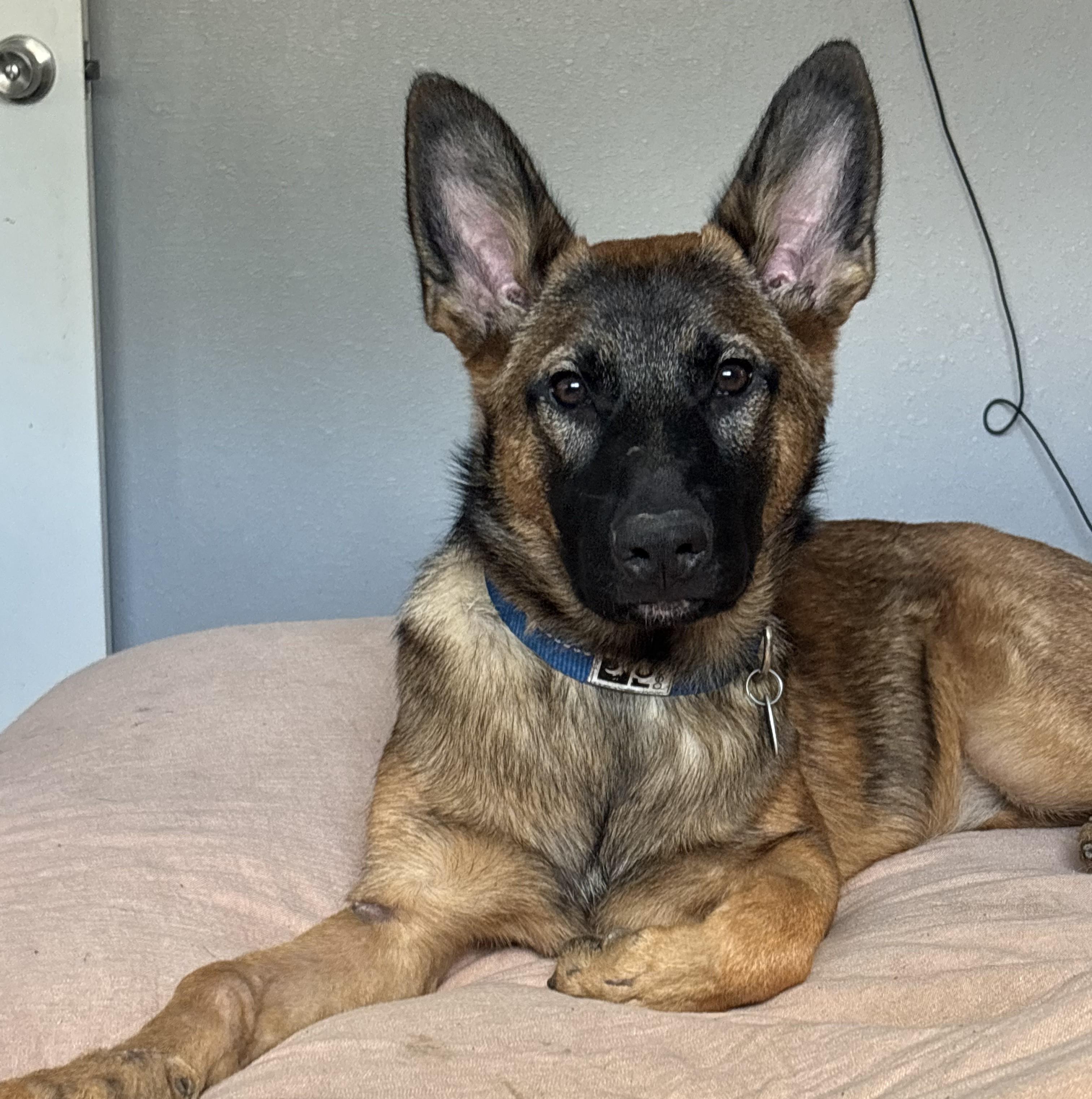 Enlarge Mila, a ADOPTABLE Belgian Shepherd / Malinois in Denver, CO image 6/6