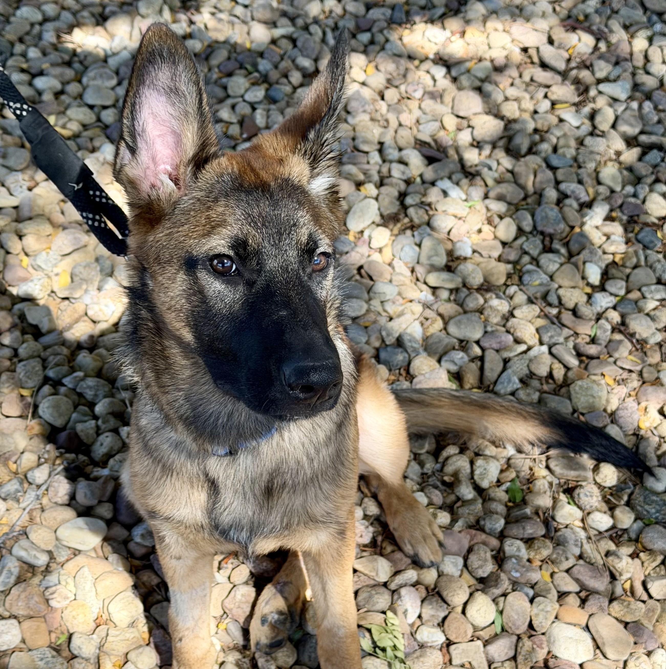 Enlarge Mila, a ADOPTABLE Belgian Shepherd / Malinois in Denver, CO image 5/6