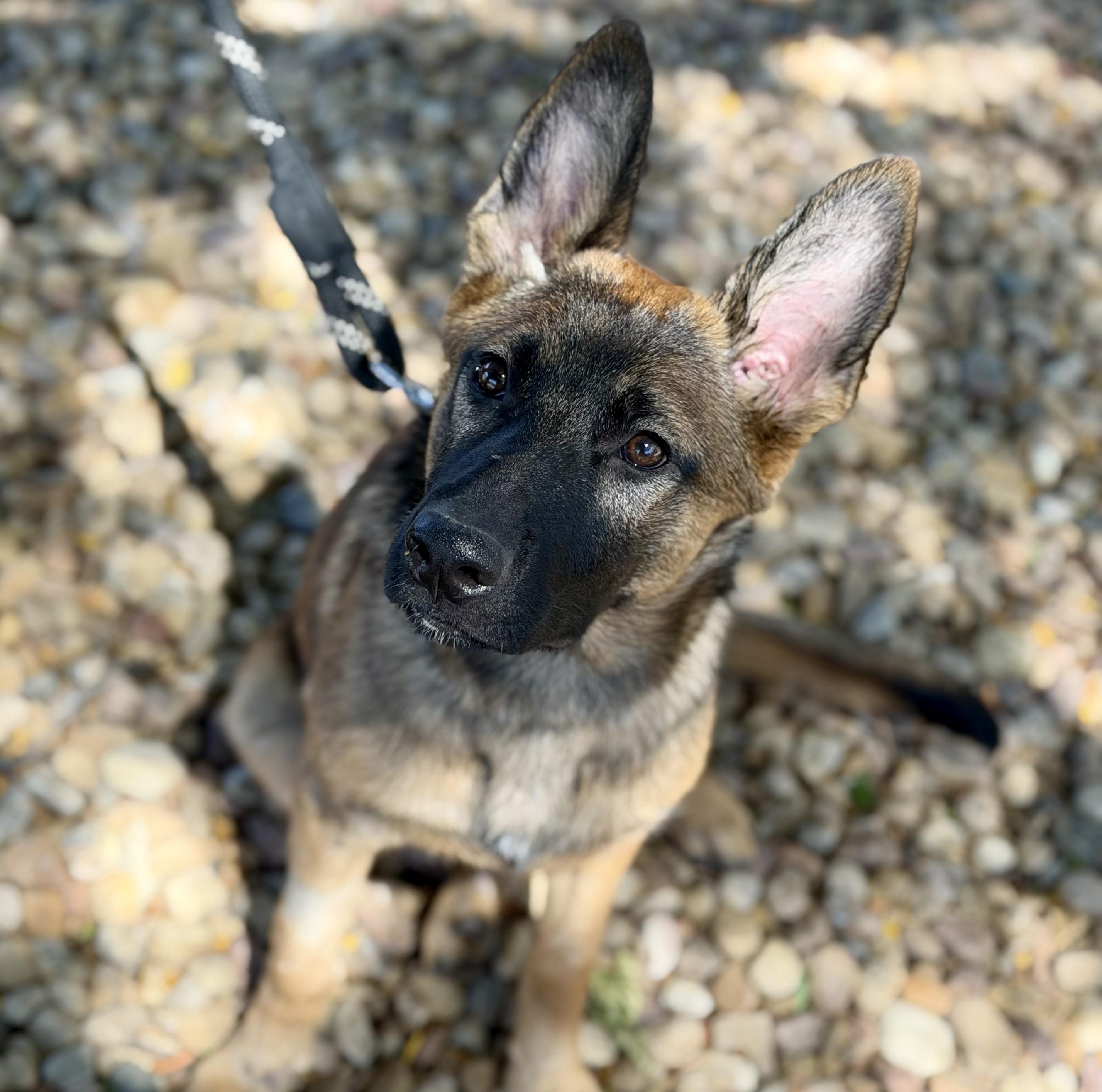 Enlarge Mila, a ADOPTABLE Belgian Shepherd / Malinois in Denver, CO image 3/6