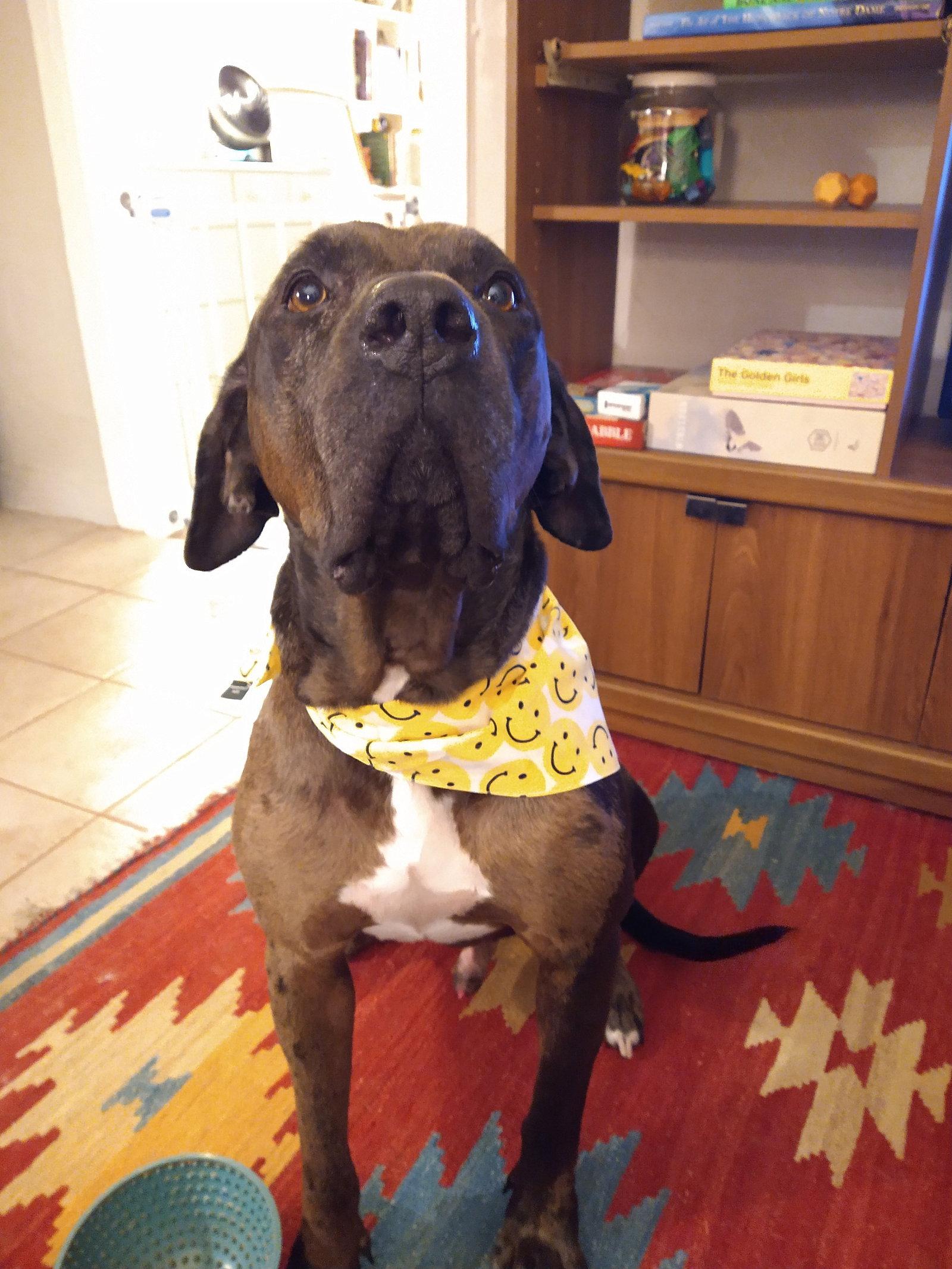 Enlarge Waylon, a Adopted Labrador Retriever in Gainesville, FL image 1/1