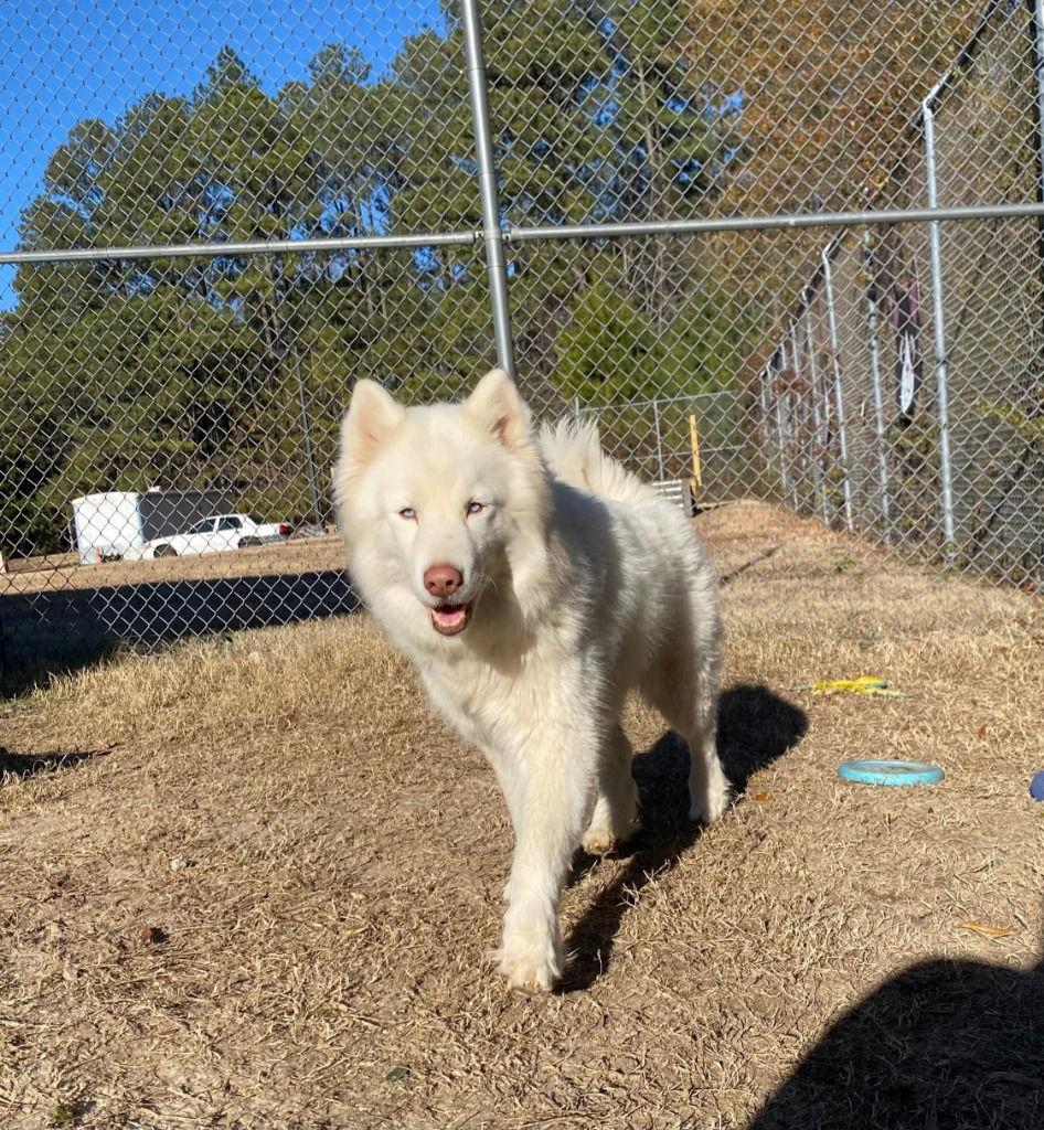 DI 84 Nayla, Adoptable, Adult Female Husky.