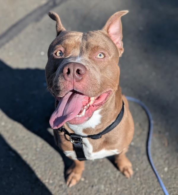 Oso, Adoptable, Young Male Pit Bull Terrier.
