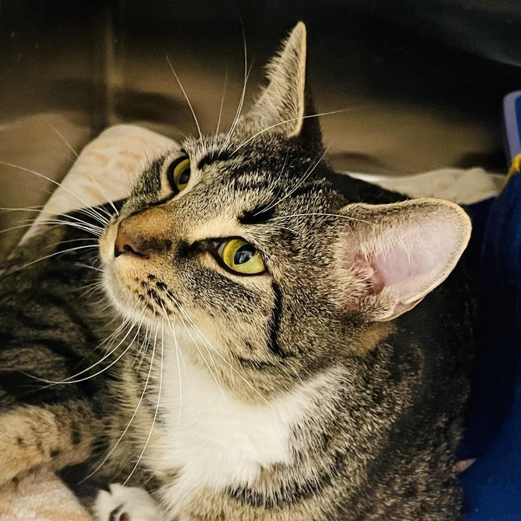 Sapphire, a Adoptable Domestic Short Hair in Columbia Station, OH image 1/4