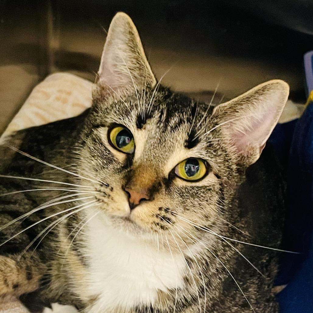 Sapphire, a Adoptable Domestic Short Hair in Columbia Station, OH image 2/4