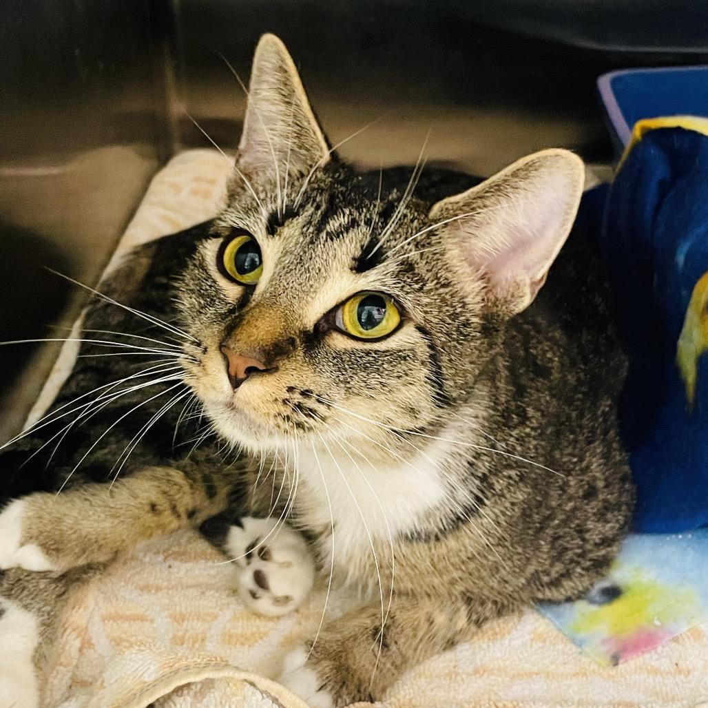 Sapphire, a Adoptable Domestic Short Hair in Columbia Station, OH image 3/4