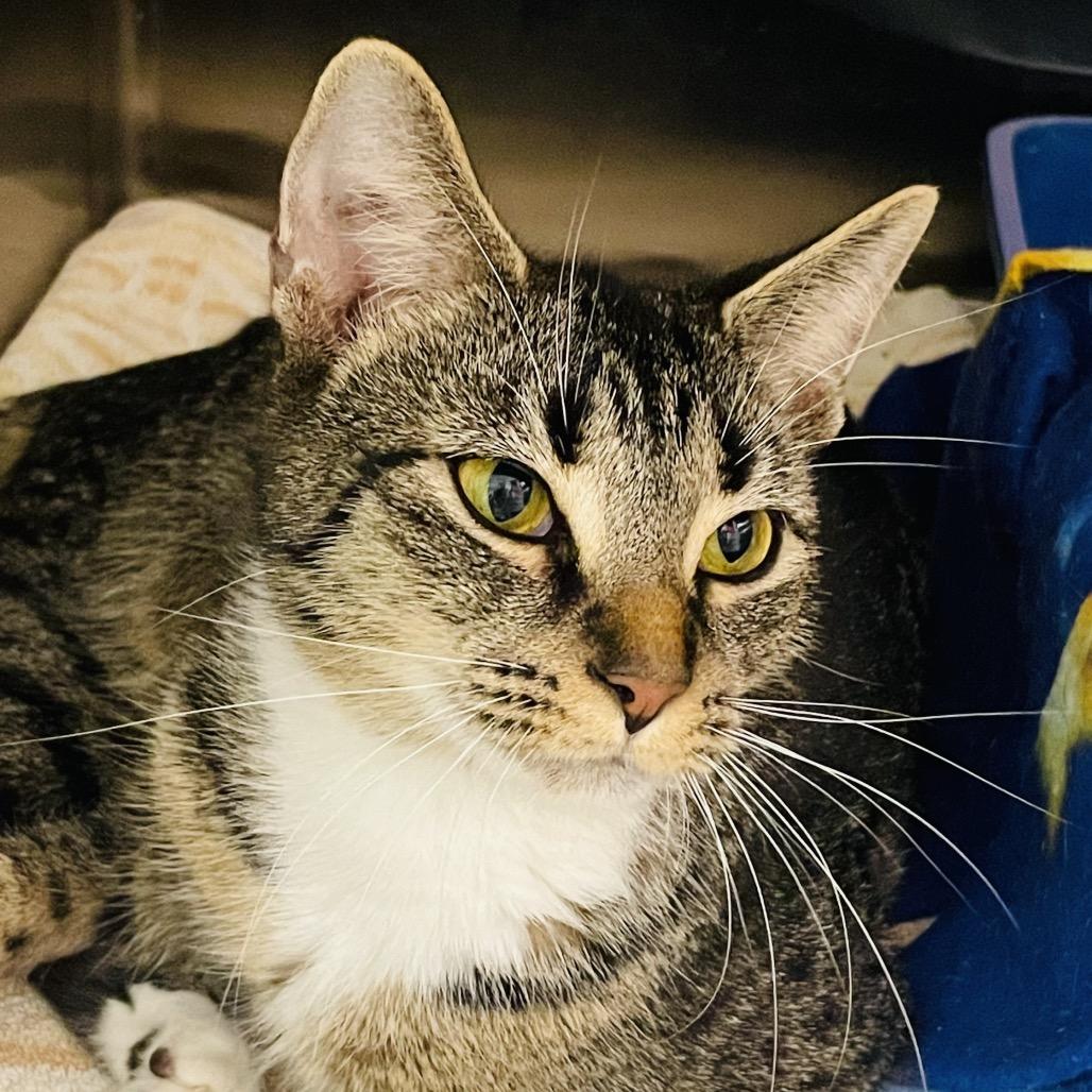 Sapphire, a Adoptable Domestic Short Hair in Columbia Station, OH image 4/4