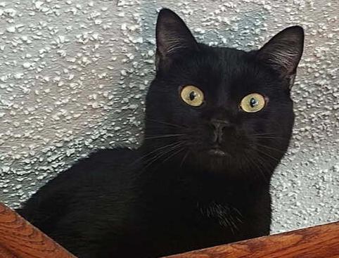 Yin, Adoptable, Adult Male Domestic Short Hair.