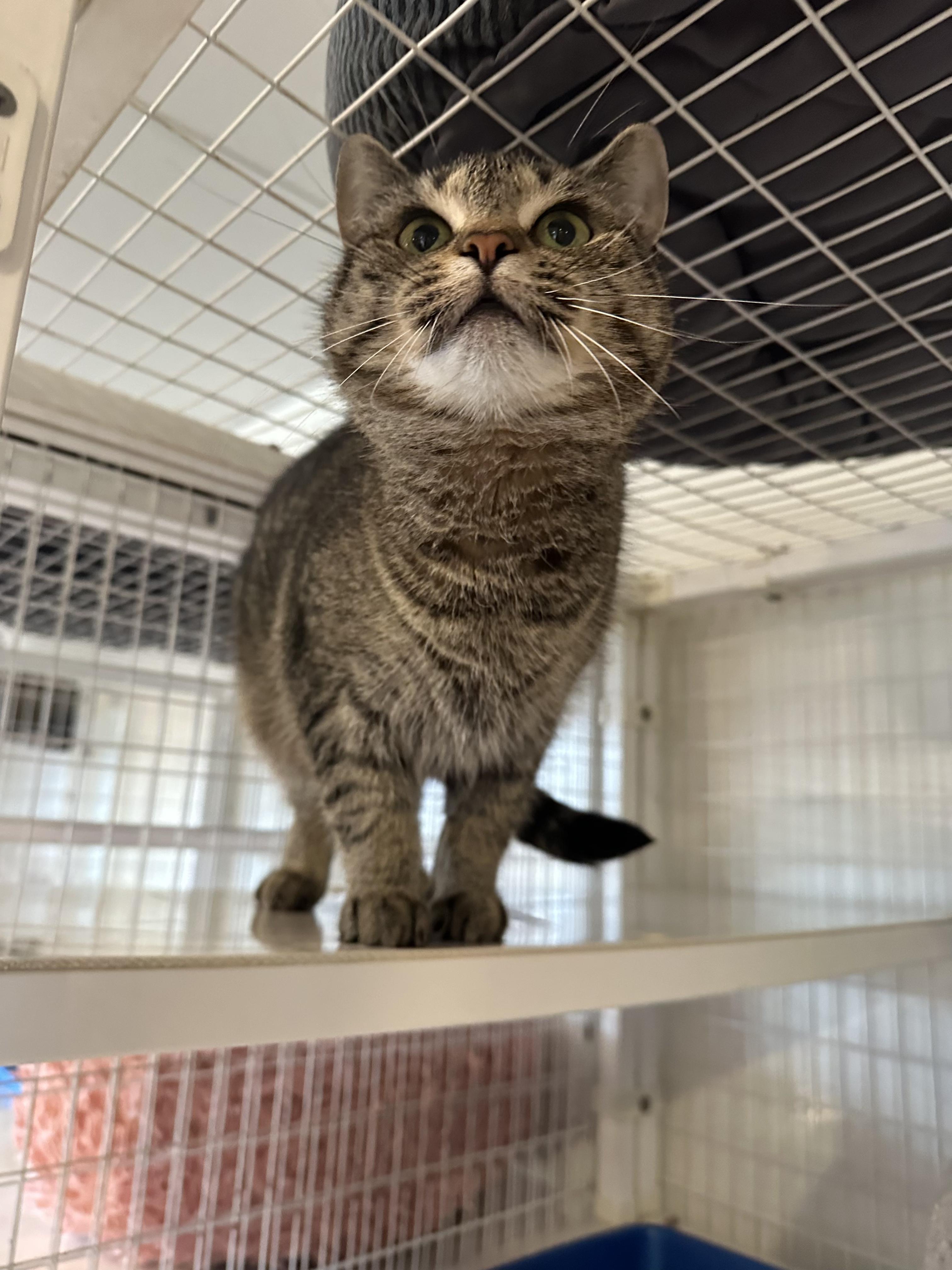 Enlarge Aurora, a Adopted Domestic Short Hair in Clifton, NJ image 5/5