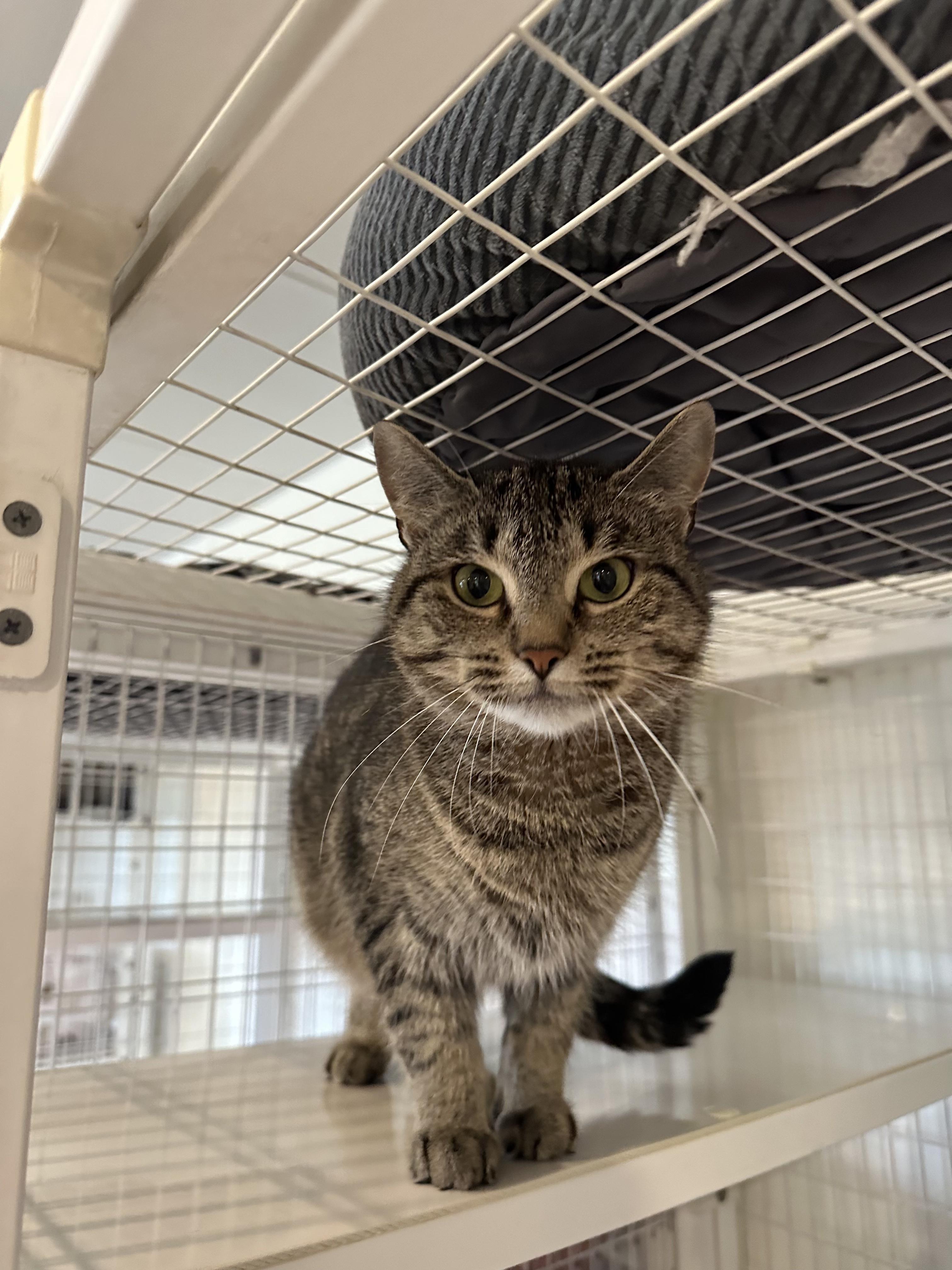 Enlarge Aurora, a Adopted Domestic Short Hair in Clifton, NJ image 3/5