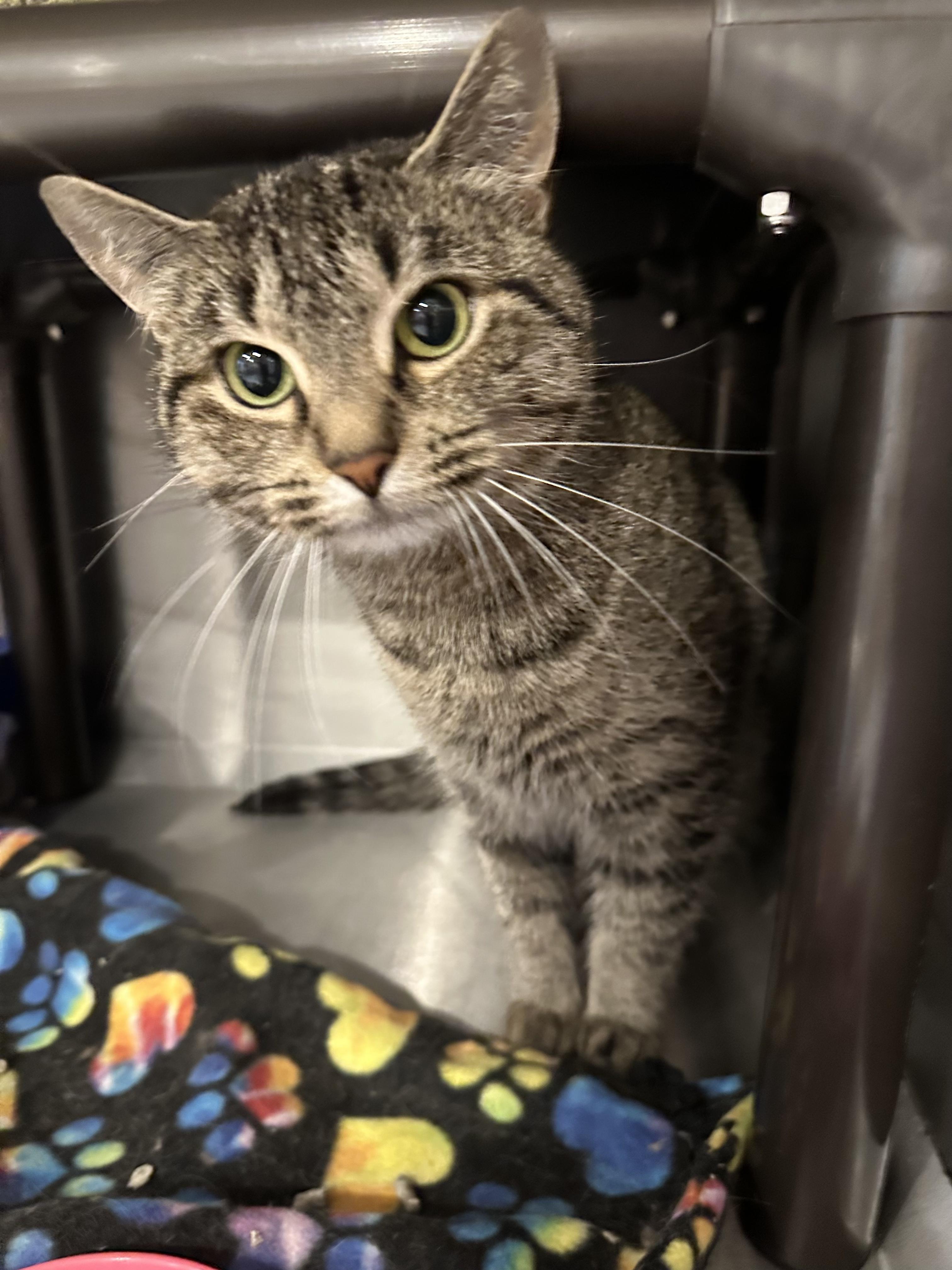 Enlarge Aurora, a Adopted Domestic Short Hair in Clifton, NJ image 4/5