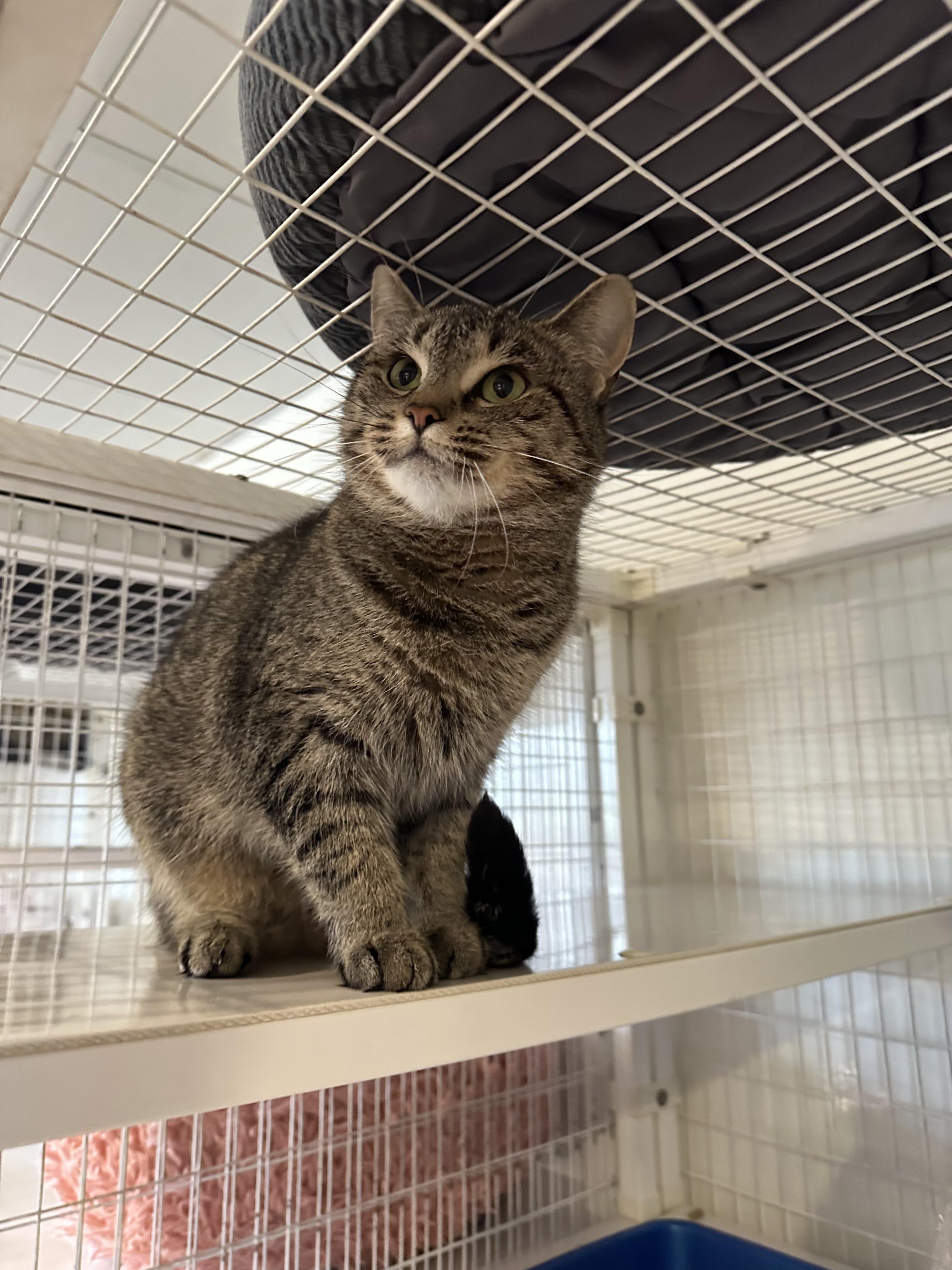 Enlarge Aurora, a Adopted Domestic Short Hair in Clifton, NJ image 2/5