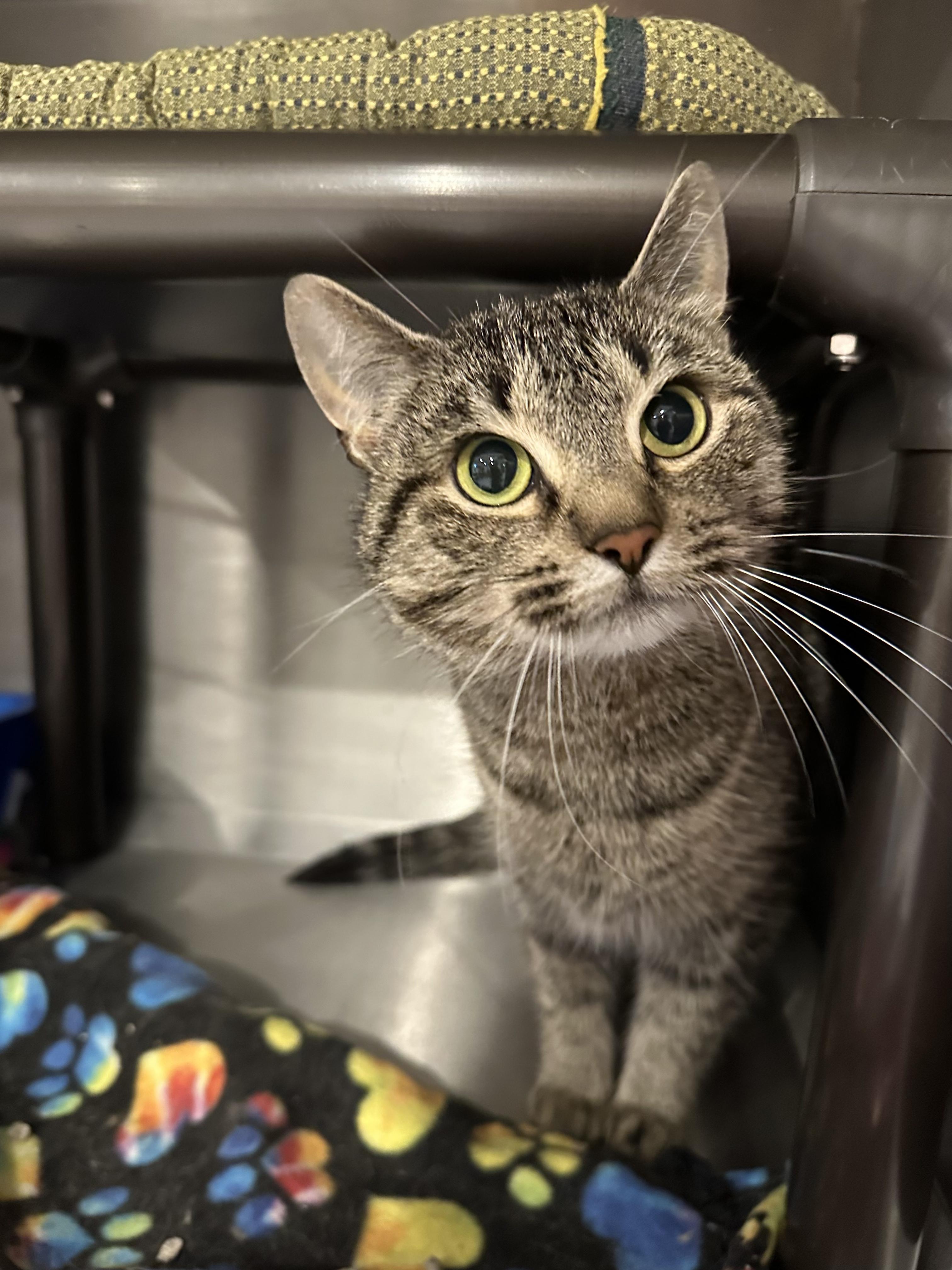 Enlarge Aurora, a Adopted Domestic Short Hair in Clifton, NJ image 1/5