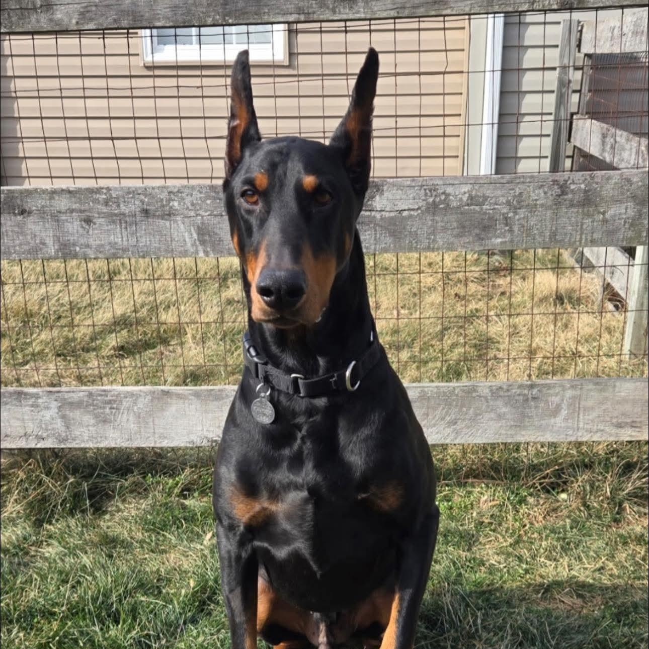 Enlarge Leeson, a ADOPTABLE Doberman Pinscher in Columbus, OH image 1/2