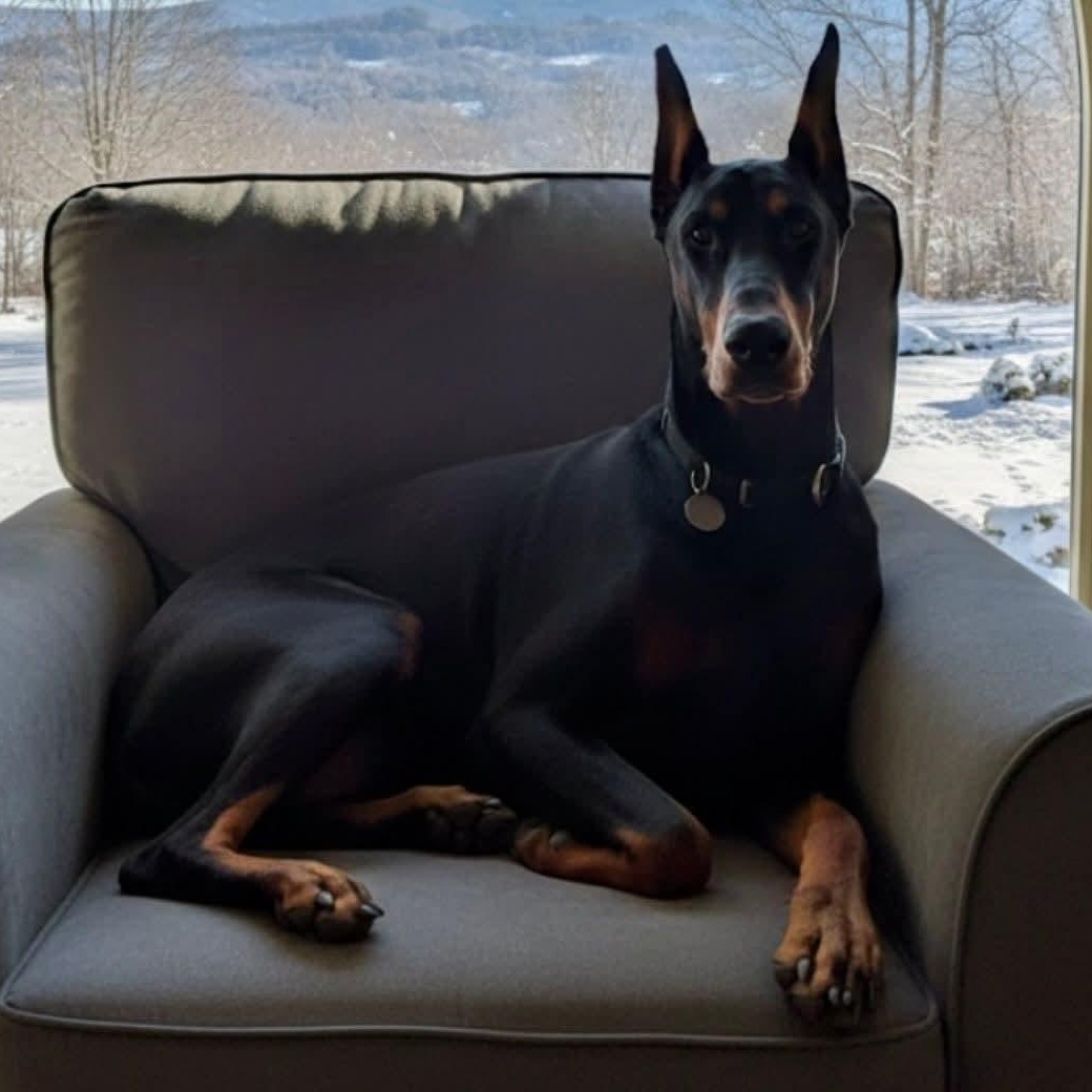 Enlarge Leeson, a ADOPTABLE Doberman Pinscher in Columbus, OH image 2/2