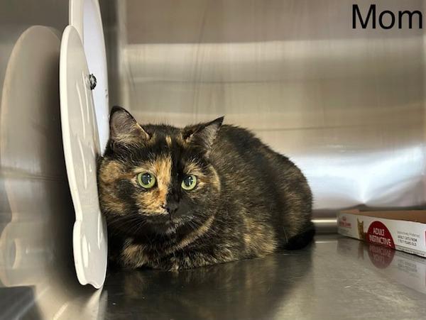 Emma, Adoptable, Adult Female Domestic Short Hair.