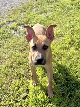 Scrappy, a ADOPTABLE Mixed Breed in Maryville, TN image 3/3