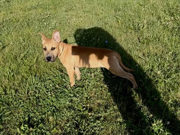 Scrappy, a ADOPTABLE Mixed Breed in Maryville, TN image 2/3