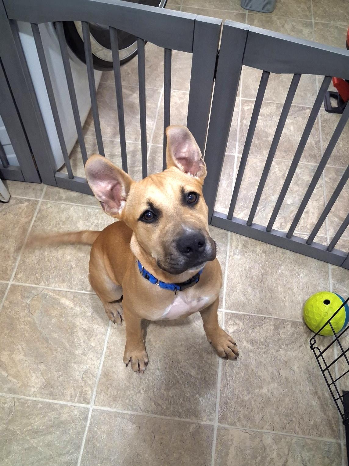 Scrappy, ADOPTABLE, Puppy Male Mixed Breed.
