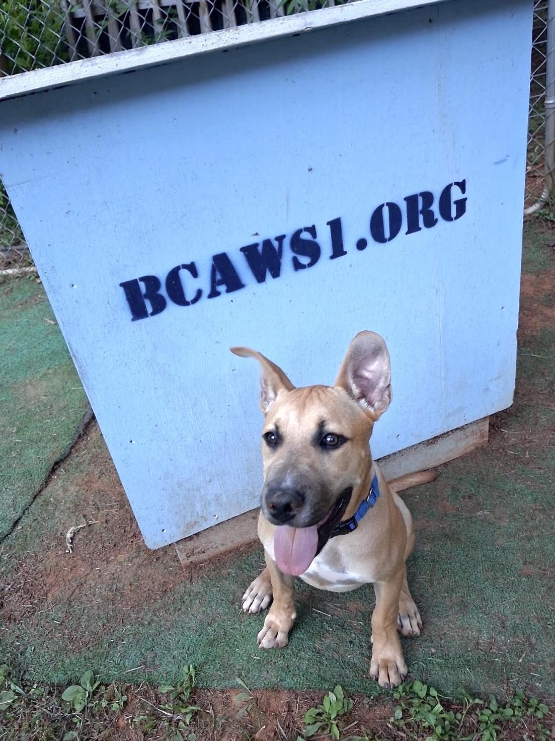 Enlarge Scrappy, a ADOPTABLE Mixed Breed in Maryville, TN image 5/6
